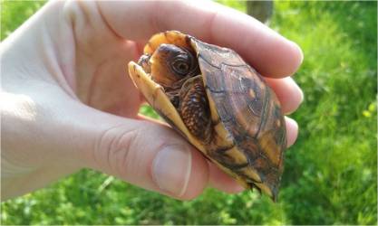 Box turtle
