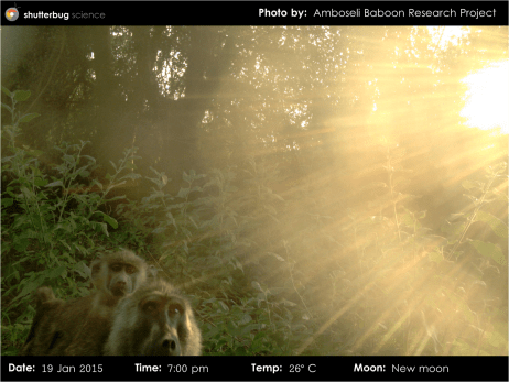 Camera trap photo