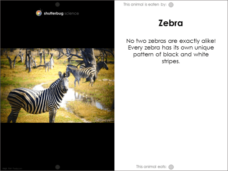 Zebra food web card